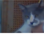 Sleepy the best cat ever!