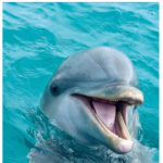 Dolphin Amry