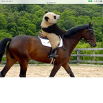 Pandas & horseS and unicorns