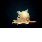 Dumbo Octopus Fan Group! Meep Meep