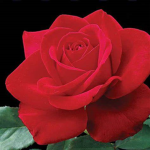 RoSa_SaRo
