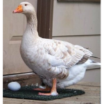 goose's fan club(y did i spend money on this?)