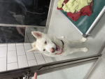 Adopt Me Pet Fans