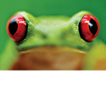 frogge cult