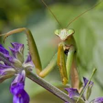 My Mantis Fan Club
