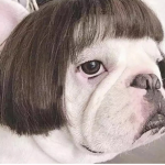 Pancakepugsley