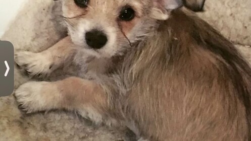 PIPER