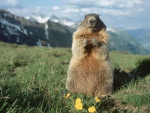 Caution: MarmoT