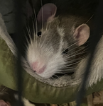 The Snails (*'o'*)