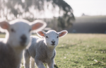 SheepGroup