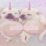 pandas angels<3