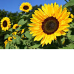 Vintage Sunflowers