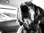 Dogs team rules!