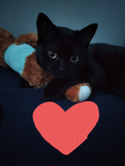 I have 6 catss