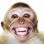 Funny Monkey Incorporated