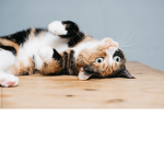 Warrior cats fan names