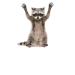 Racoon.rat ARMY