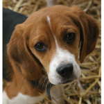 #The Beagle Army