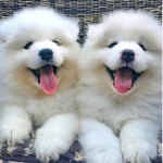 puppy_playys group!