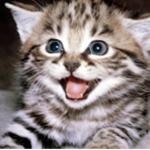 TheBabyCat Group