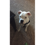 A DOggo