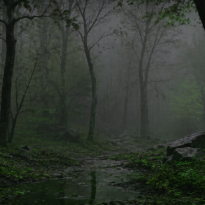 Foggy Forest