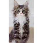 kittens for fans