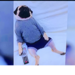 тнє fυи ∂σg gяσυρ