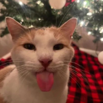 Dear Christmas