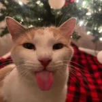 Dear Christmas Group Thumbnail