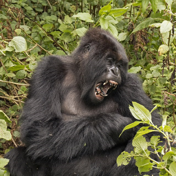 Gorilla Teller