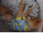 우파그룹