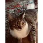 OOOOF ARMY CAT