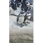 #penguinice