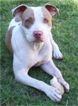 Save The Pitbulls!