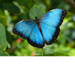 Blue.Butterfly.Aesthetic