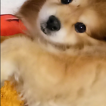 My dog^^