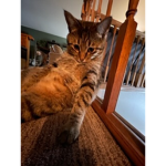 I love my cat soooooo much!!!