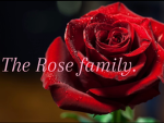 The Rose Mob.