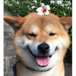 Shiba inu club x