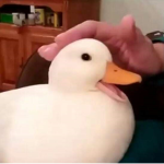 duck hangouts