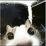 los gatos