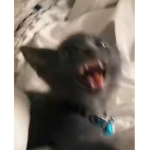 Angel and halo