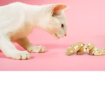 Cookie Cat Squad :p
