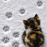 /adorbpaws Group Thumbnail