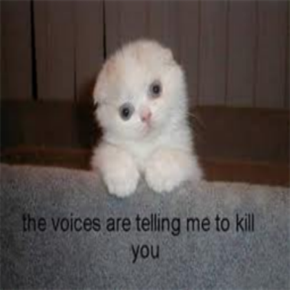 funny cat pic Roblox decal