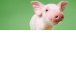 piggy pig sqaud