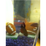 Betta Fish Lovers/Owners Club