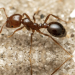 Fire ants want food