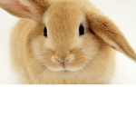 BUNNIES RULE THE EARTH